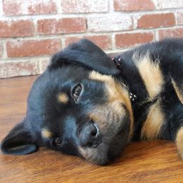 Rottweilers from Von Has Sampson