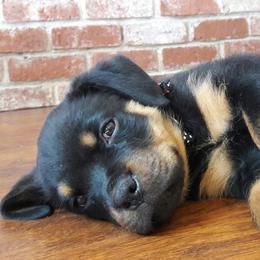 Rottweilers from Von Has Sampson