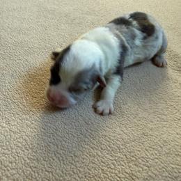 Patch - Gray and white male American Corgi puppy in Ohio from Canal Corgis
