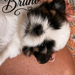 Bruno - Red and white male Shih Tzu puppy in Dallas, Texas from Heart and Soul Shih Tzu