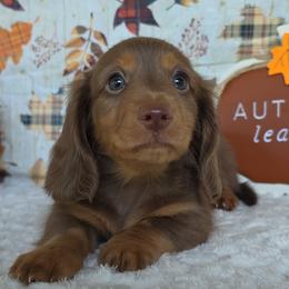 2700... Benny - Chocolate and tan male Dachshund puppy in Winter Haven, Florida from Gateway 2 Little Paws