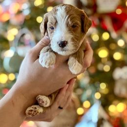 Goldendoodle Puppies from Elimwood Farm Goldendoodles