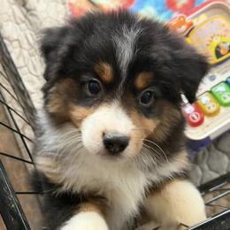 Charlie - Black tri male Miniature American Shepherd puppy in Garysburg, North Carolina from Schaefer's Miniature American Shepherds