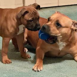 Staffordshire Bull Terrier Puppies from Moonspinner Staffords