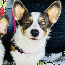 Pembroke Welsh Corgis from Rodick’s Corgis