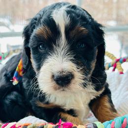Snickers - Tri-color male Bernedoodle puppy in Sherman, Illinois from Shirl Doodle Life