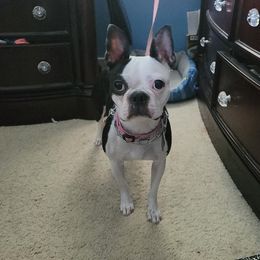 Diamond - Boston Terrier
