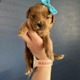 Teal - Red  female Goldendoodle puppy in Casper, Wyoming from 307 Doodles