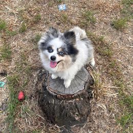 Lola Bunny - Pomeranian