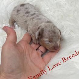 Prince - Dapple male Dachshund puppy in Prescott, Arizona from Dachshund Family Love Breeders
