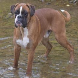 Elric - Boxer