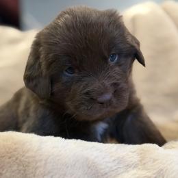 Violet - Brown female Newfoundland puppy in Brandenburg, Kentucky from Amanda's Newfoundlands