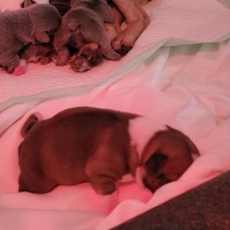 French Bulldog Puppies from Precious Paw's
