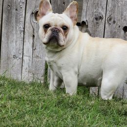 Tuna - French Bulldog