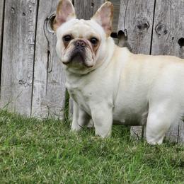 Tuna - French Bulldog
