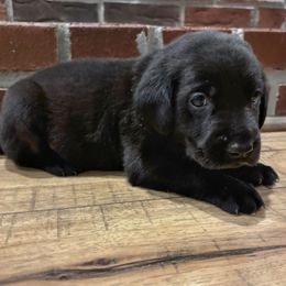 Turtle - Teal blue collar - Black male Labrador Retriever puppy in Mount Olive, Mississippi from 3 King Kennels