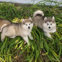 Alaskan Malamute Puppies from ArctiCircle Alaskan Malamutes