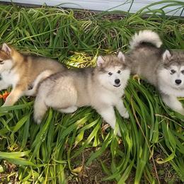 Alaskan Malamute Puppies from ArctiCircle Alaskan Malamutes
