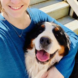 WILMA - Bernese Mountain Dog