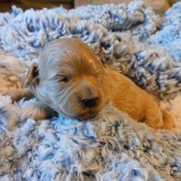Pansy - Fawn female Havapoo puppy in Blanch, North Carolina from Faithful Hearts Kennel