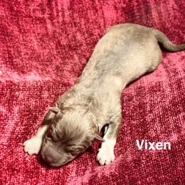 Vixen - Red and white female Siberian Husky puppy in Mechanicsville, Virginia from Shinko Siberians