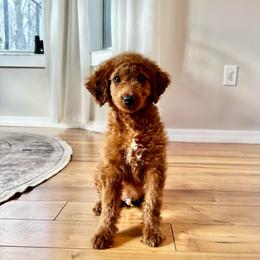 Male 1 - Red  male Goldendoodle puppy in Brooksville, Florida from Kruger Doodles