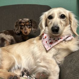 Bonnie - Dachshund