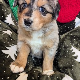 Jack - Blue merle male Australian Shepherd puppy in Roy, Utah from Sage House Pups
