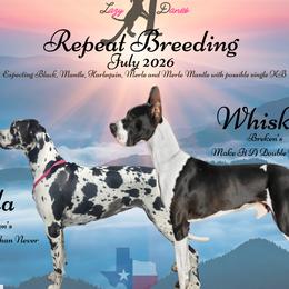 Great Dane puppies from Lazy A Danes