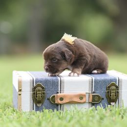 Bravo - Red tri male Miniature Australian Shepherd puppy in White Oak, Texas from Triple Lake Ranch Miniature Australian Shepherds