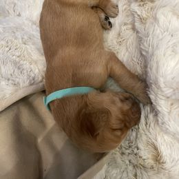 Golden Retriever Puppies from Tradershire Goldens