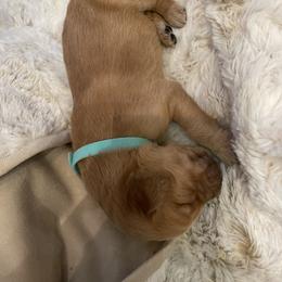 Golden Retriever Puppies from Tradershire Goldens