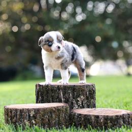 Barista - Blue merle female Miniature Australian Shepherd puppy in White Oak, Texas from Triple Lake Ranch Miniature Australian Shepherds