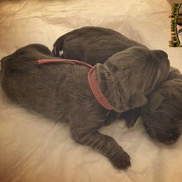 Cane Corso Puppies from Killing Joke Cane Corsos