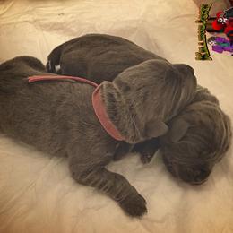 Cane Corso Puppies from Killing Joke Cane Corsos