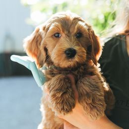 Girl 3 - female Australian Labradoodle puppy in Sheridan, In, Indiana from Colonial Village Labradoodles