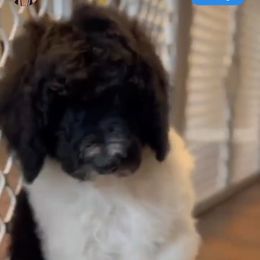 Goldendoodle and Poodle Puppies from Elizabeth Rocha's Doodles