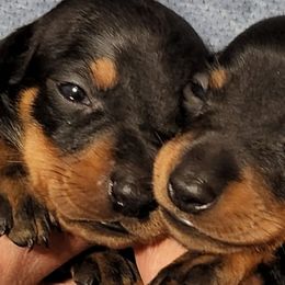 Dachshunds from J&J PUPPIES