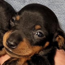 Dachshunds from J&J PUPPIES