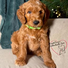 Ashton - Red  male Goldendoodle puppy in Vernon Center, Minnesota from BrookeMarie’s Goldendoodle Love