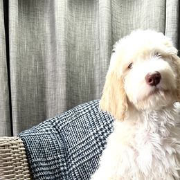Boy 2 - Bernedoodle puppy in Bend, Oregon from Bella Ridge Farms & Dapper Doodles