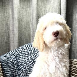 Boy 2 - Bernedoodle puppy in Bend, Oregon from Bella Ridge Farms & Dapper Doodles