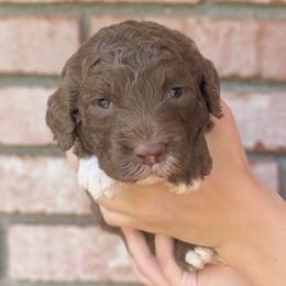 Briar - Chocolate female Goldendoodle puppy in Prattville, Alabama from Jericho Junction Doodles and Poodles
