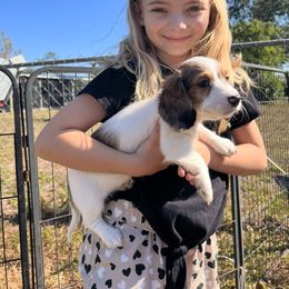 Bulldog, Bull Terrier, and Dachshund Puppies from Cloud Nine Ranch Bullies