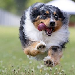 Australian Shepherds from Australian Shepherd Homestead