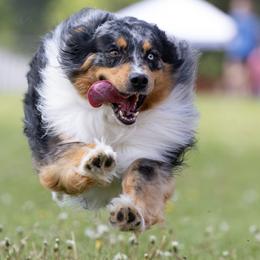 Australian Shepherds from Australian Shepherd Homestead