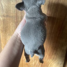 French Bulldog Puppies from Blue Apple Frenchies