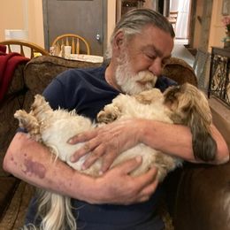 Shih Tzu Puppies from Willow Lane Shih Tzus