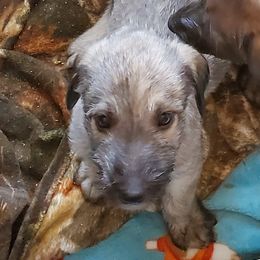 Irish Wolfhound Puppies from Wicked Wolfhounds Ltd.