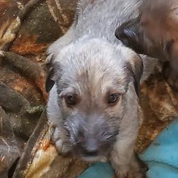 Irish Wolfhound Puppies from Wicked Wolfhounds Ltd.